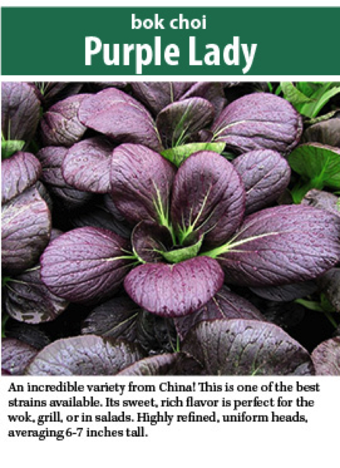 purple lady bok choi